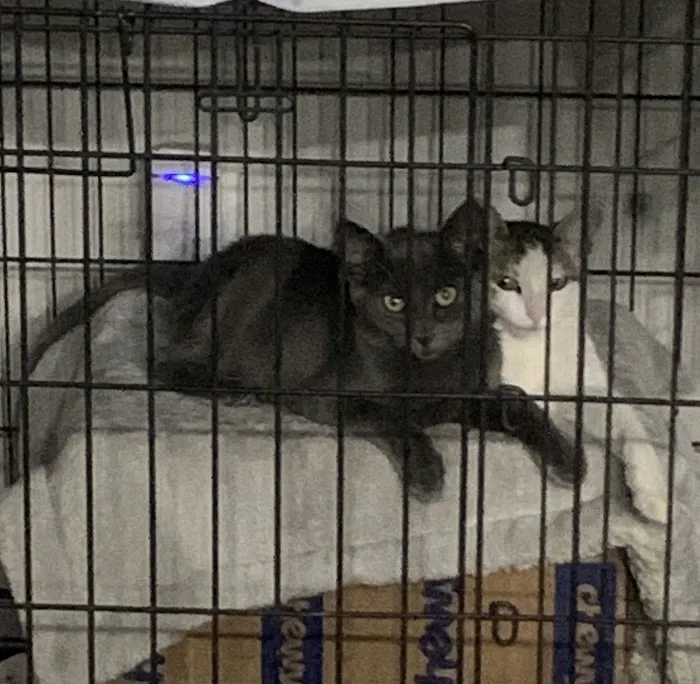 Brookview Animal Wellness Veterinary Hospital & Spay/Neuter Clinic Picture 1