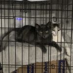 Brookview Animal Wellness Veterinary Hospital & Spay/Neuter Clinic
