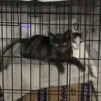 Brookview Animal Wellness Veterinary Hospital & Spay/Neuter Clinic ico