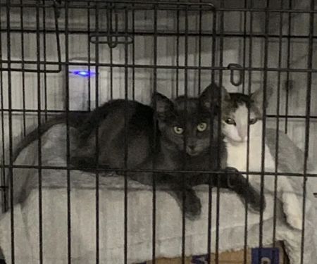Brookview Animal Wellness Veterinary Hospital & Spay/Neuter Clinic
