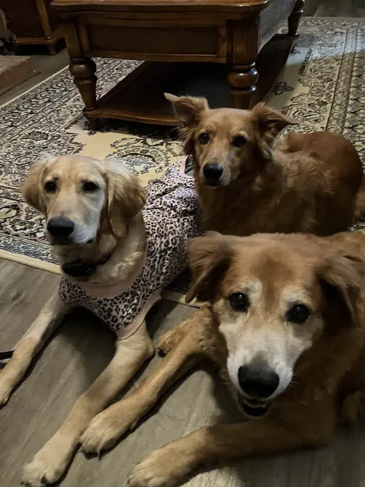 Brookview Animal Wellness Veterinary Hospital & Spay/Neuter Clinic Picture 6