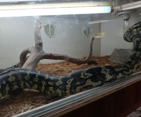 Tails2Scales Pet Shop