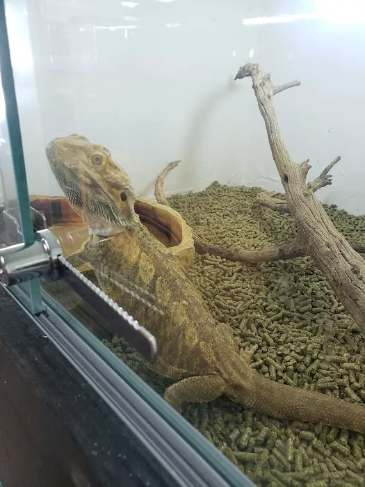 Tails2Scales Pet Shop Picture 6