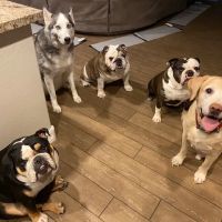 Vistancia Animal Hospital ico