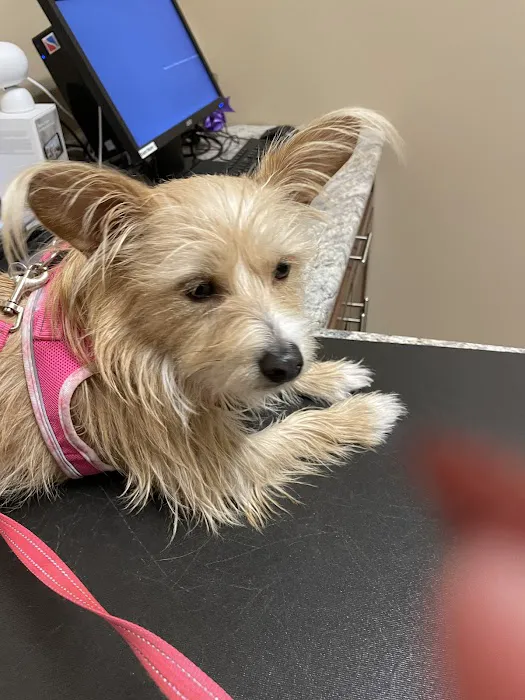 Vistancia Animal Hospital Picture 7