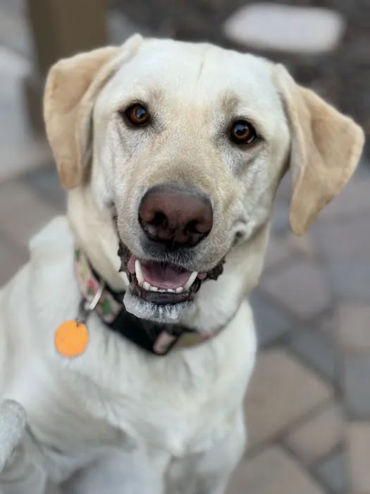 CityVet | Lone Mountain Veterinary & Urgent Care Picture 1
