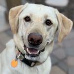CityVet | Lone Mountain Veterinary & Urgent Care