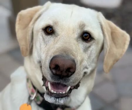 CityVet | Lone Mountain Veterinary & Urgent Care