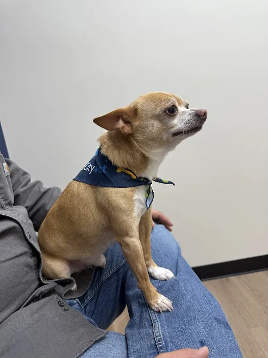 CityVet | Lone Mountain Veterinary & Urgent Care Picture 5