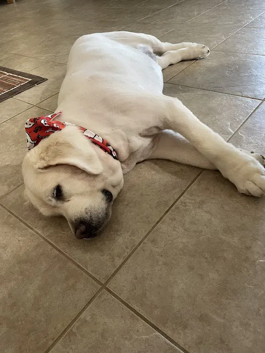 CityVet | Lone Mountain Veterinary & Urgent Care Picture 4