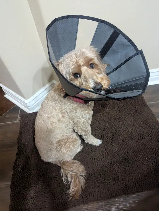 CityVet | Lone Mountain Veterinary & Urgent Care Picture 9