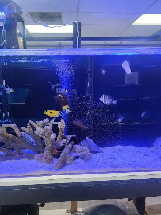 Three Little Fish Picture 4