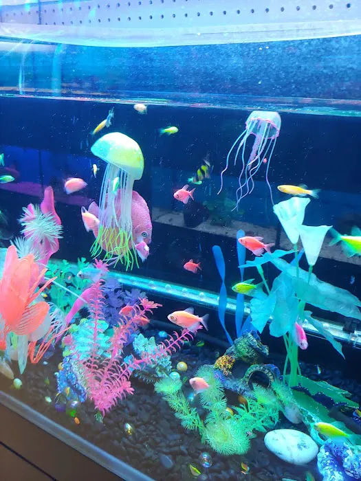Three Little Fish Picture 9