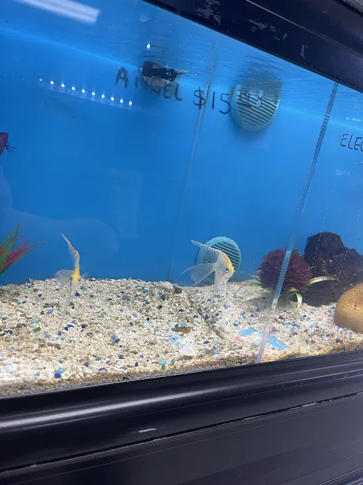 Three Little Fish Picture 7