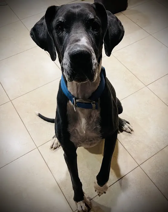 Desert Hills Animal Clinic Picture 1