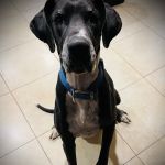 Desert Hills Animal Clinic
