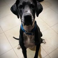 Desert Hills Animal Clinic ico