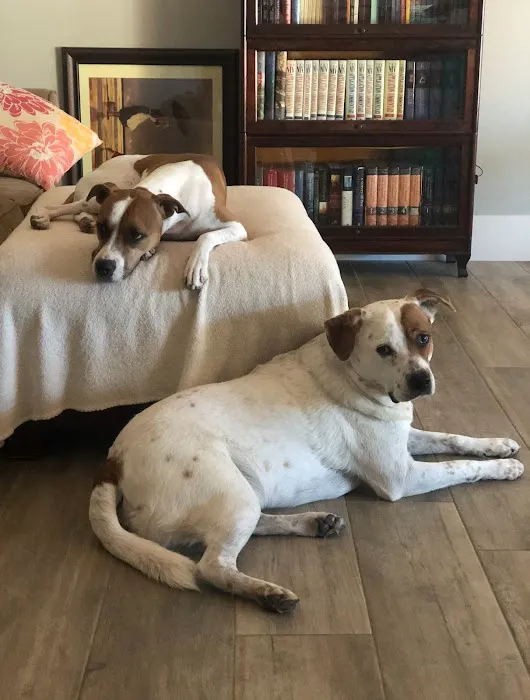 Desert Hills Animal Clinic Picture 5