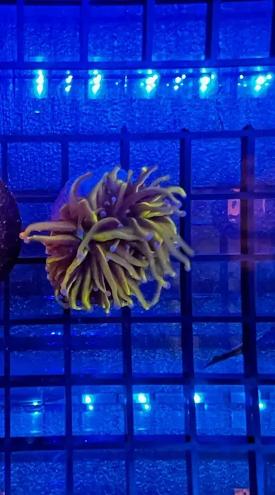 Aquarium Services LLC Picture 1