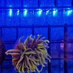 Aquarium Services LLC