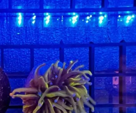Aquarium Services LLC