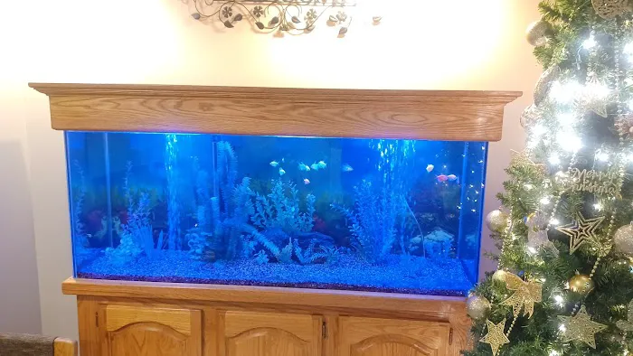 Aquarium Services LLC Picture 3