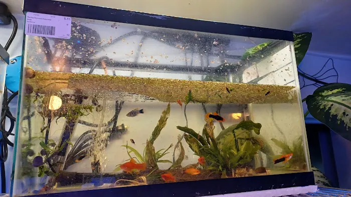 Aquarium Services LLC Picture 7