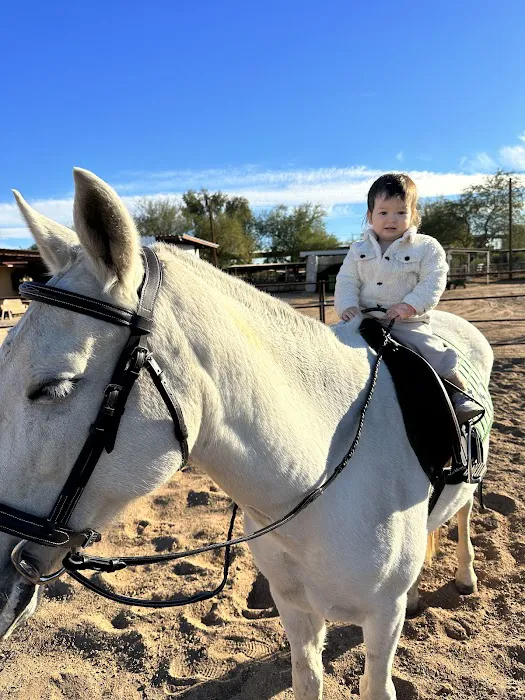 Cave Creek Equine Sports Medicine & Surgery Picture 1