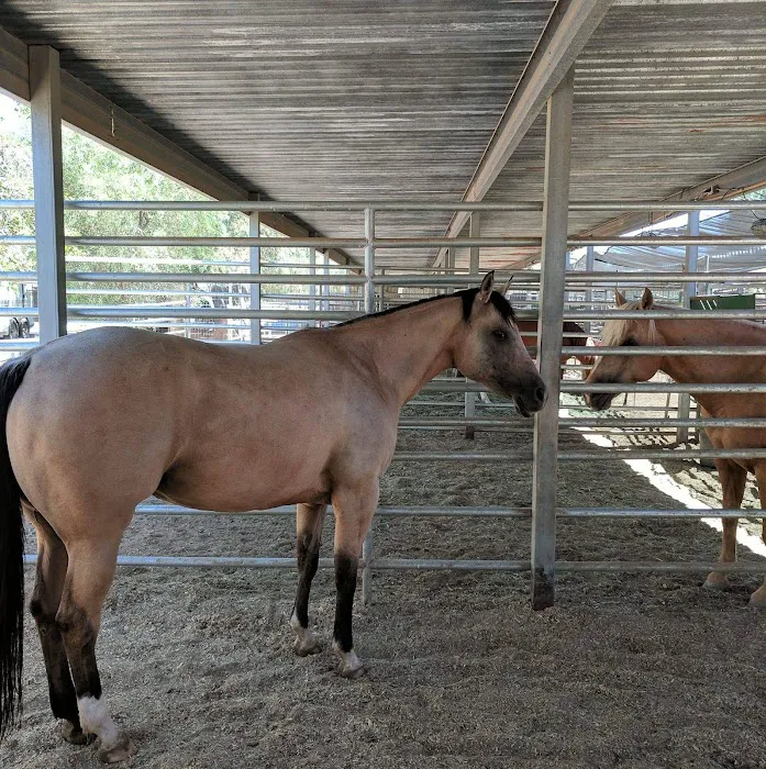 Cave Creek Equine Sports Medicine & Surgery Picture 7