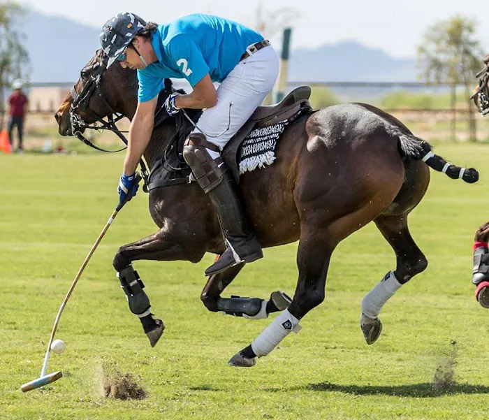 Cave Creek Equine Sports Medicine & Surgery Picture 5