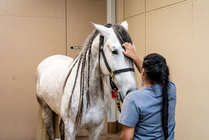 Cave Creek Equine Sports Medicine & Surgery Picture 9