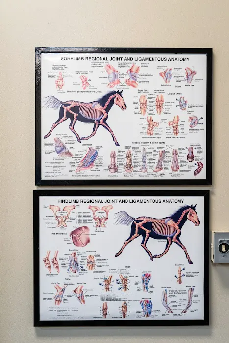 Cave Creek Equine Sports Medicine & Surgery Picture 10