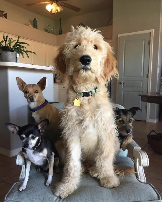The Pet Wellness Center Picture 6