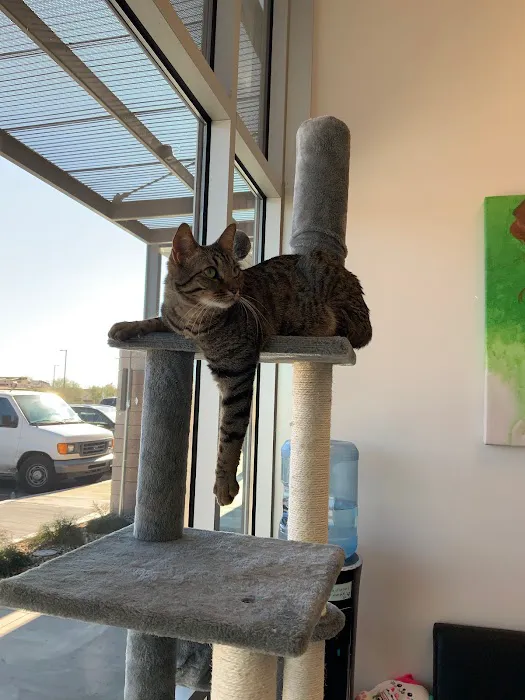 The Pet Wellness Center Picture 4