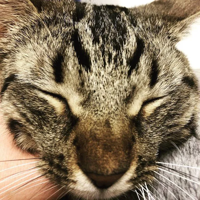 The Pet Wellness Center Picture 7