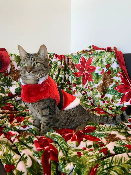 The Pet Wellness Center Picture 10