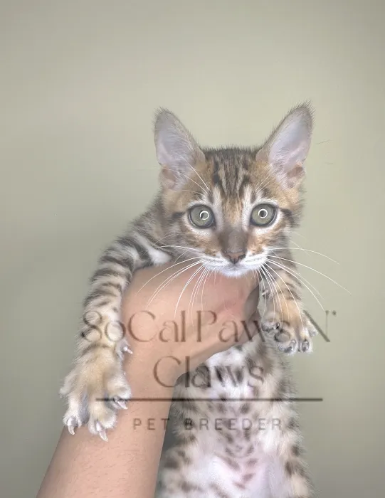 SoCal Paws N’ Claws Picture 2