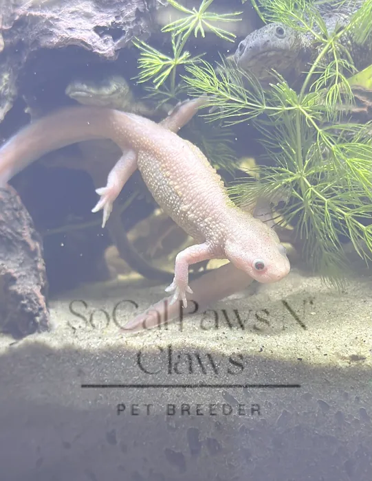 SoCal Paws N’ Claws Picture 3