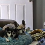 Sonoran Foothills Pet Clinic