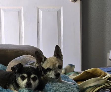 Sonoran Foothills Pet Clinic