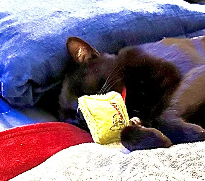 Healthy Pet Picture 1