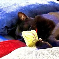 Healthy Pet ico