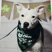 Carefree Dentistry and Oral Surgery for Animals ico