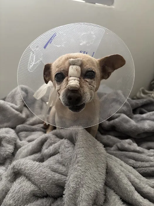 Carefree Dentistry and Oral Surgery for Animals Picture 6