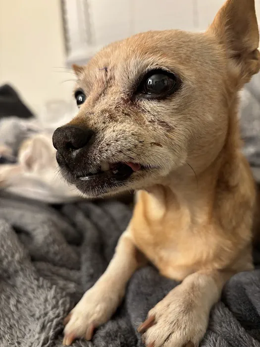 Carefree Dentistry and Oral Surgery for Animals Picture 10