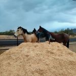 Copper Ridge Equine, LLC