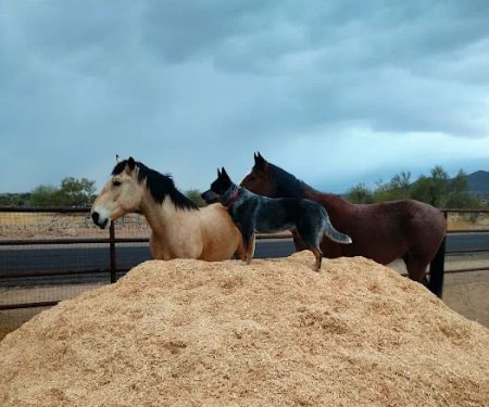 Copper Ridge Equine, LLC