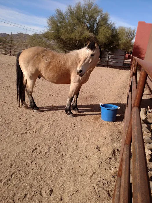 Copper Ridge Equine, LLC Picture 2