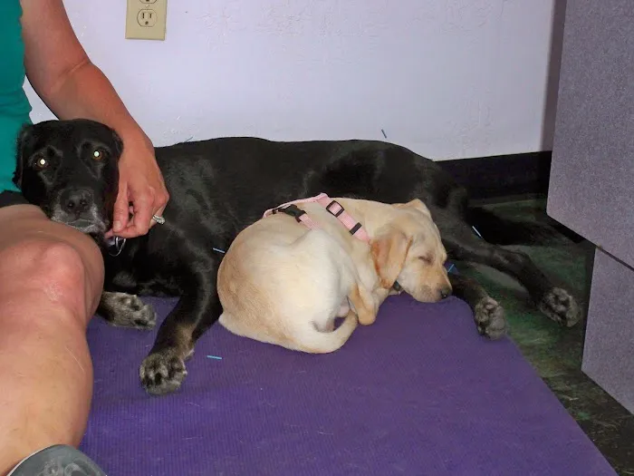 Animal Hospital At Tatum Ranch Picture 3