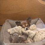 The Pet Oasis